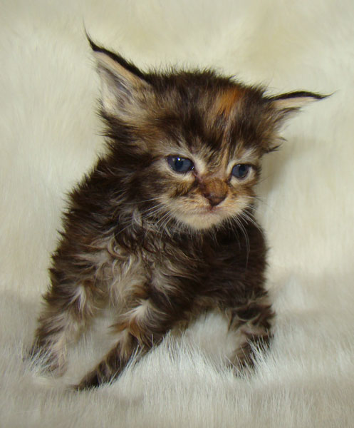     Catsvill County!   !    !       !!!    Catsvill County +7-926-544-74-09     .   ,   ,   ,    ,   ,  ,     ,   -,    ,   !